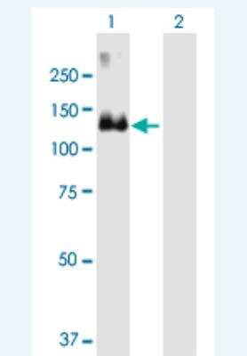 Western Blot MCF2 Antibody - Azide and BSA Free