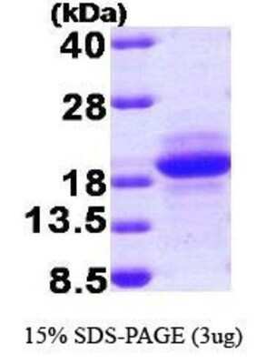 SDS-Page: MCFD2 Protein [NBP1-37074] - MCFD2, 15.1 kDa (136aa), confirmed by MALDI-TOF with a purity of 90% by SDS - PAGE