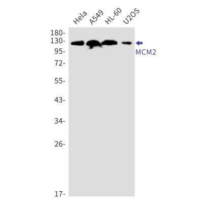 Western Blot: MCM2 Antibody (S02-0D3) [NBP3-19887] - Western blot detection of MCM2 in Hela, A549, HL-60, U2OS cell lysates using NBP3-19887 (1:1000 diluted). Predicted band size: 102kDa. Observed band size: 125kDa.