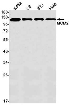 Western Blot: MCM2 Antibody (S08-9H4) [NBP3-14951] - Western blot detection of MCM2 in K562, C6, 3T3, Hela cell lysates using MCM2 Rabbit mAb (1:1000 diluted). Predicted band size: 102kDa. Observed band size: 125kDa.