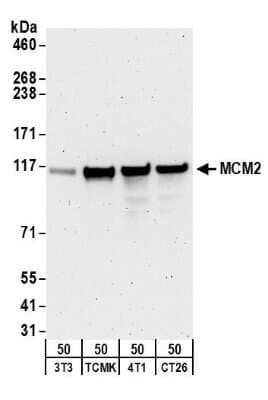 Western Blot: MCM2 Antibody [NB100-244] - Samples: Whole cell lysate (50 ug) from NIH3T3, TCMK-1, 4T1, and CT26.WT cells. Antibodies: Affinity purified goat anti-MCM2 antibody used for WB at 0.5 ug/ml. Detection: Chemiluminescence with an exposure time of 3 minutes.