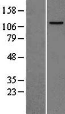 Western Blot MCM2 Overexpression Lysate
