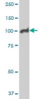 Western Blot: MCM3 Antibody (2H3) [H00004172-M04] - Analysis of MCM3 expression in Hela S3 NE (Cat # L013V3).