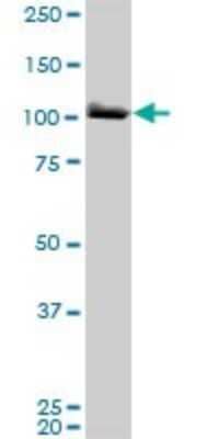 Western Blot: MCM3 Antibody (4F7) [H00004172-M01] - MCM3 monoclonal antibody (M01), clone 4F7. Analysis of MCM3 expression in HeLa.