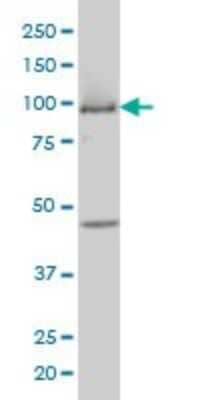 Western Blot: MCM3 Antibody (4F7) [H00004172-M01] - MCM3 monoclonal antibody (M01), clone 4F7 Analysis of MCM3 expression in COLO 320 HSR.