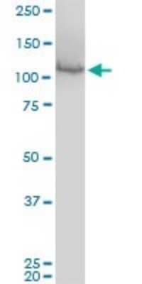 Western Blot: MCM3 Antibody (4F7) [H00004172-M01] - MCM3 monoclonal antibody (M01), clone 4F7. Analysis of MCM3 expression in Raw 264.7.