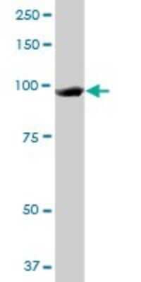 Western Blot: MCM3 Antibody (4F7) [H00004172-M01] - MCM3 monoclonal antibody (M01), clone 4F7. Analysis of MCM3 expression in A-431.