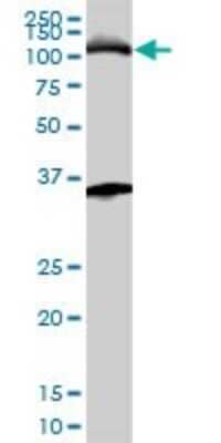 Western Blot: MCM3 Antibody (4F7) [H00004172-M01] - MCM3 monoclonal antibody (M01), clone 4F7. Analysis of MCM3 expression in K-562.
