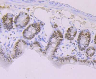 Immunohistochemistry-Paraffin: MCM3 Antibody (JB99-35) [NBP2-75569] - Analysis of paraffin-embedded mouse small intestine tissue using anti-MCM3 antibody. Counter stained with hematoxylin.