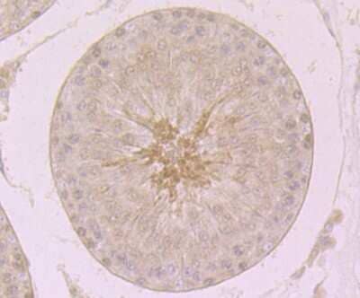 Immunohistochemistry-Paraffin: MCM3 Antibody (JB99-35) [NBP2-75569] - Analysis of paraffin-embedded rat testis tissue using anti-MCM3 antibody. Counter stained with hematoxylin.