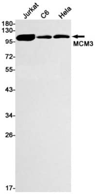 Western Blot: MCM3 Antibody (S04-6B9) [NBP3-19485] - Western blot detection of MCM3 in Jurkat, C6, Hela cell lysates using NBP3-19485 (1:1000 diluted). Predicted band size: 91kDa. Observed band size: 100kDa.