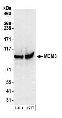 Western Blot: MCM3 Antibody [NB100-289] - Detection of Human MCM3 by Western Blot. Samples: Whole cell lysate (50 ug) from HeLa and 293T cells prepared using NETN lysis buffer. Antibody: Affinity purified rabbit anti-MCM3 antibody NB100-289 used for WB at 0.1 ug/ml. Detection: Chemiluminescence with an exposure time of 30 seconds.