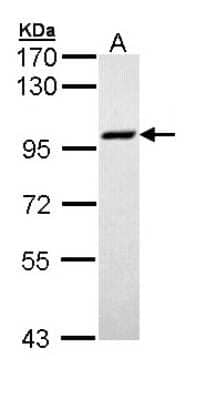 Western Blot: MCM3 Antibody [NBP1-33028] - Sample (30 ug of whole cell lysate) A: 293T 7.5% SDS PAGE; antibody diluted at 1:1000.