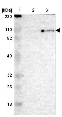 Western Blot: MCM3 Antibody [NBP1-85796] - Lane 1: Marker  [kDa] 230, 110, 82, 49, 32, 26, 18.   Lane 2: Human cell line RT-4.  Lane 3: Human cell line U-251MG sp