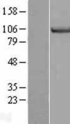 Western Blot MCM3 Overexpression Lysate