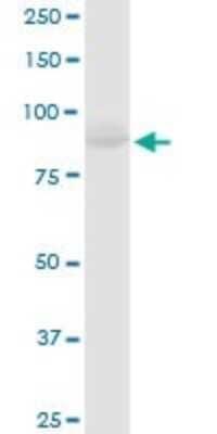 Western Blot: MCM4 Antibody [H00004173-D01P] - Analysis of MCM4 expression in HeLa.