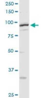 Western Blot: MCM4 Antibody [H00004173-D01P] - Analysis of MCM4 expression in mouse testis.
