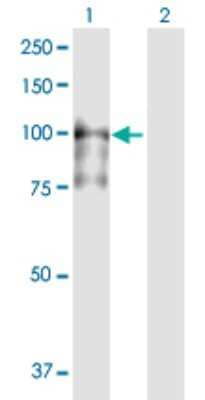 Western Blot: MCM4 Antibody [H00004173-D01P] - Analysis of MCM4 expression in transfected 293T cell line by MCM4 polyclonal antibody.Lane 1: MCM4 transfected lysate(96.60 KDa).Lane 2: Non-transfected lysate.