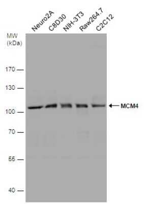 Western Blot: MCM4 Antibody [NBP1-33105] - Various whole cell extracts (30 ug) were separated by 7.5% SDS-PAGE, and the membrane was blotted with MCM4 antibody diluted at 1:1000.