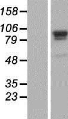 Western Blot: MCM4 Overexpression Lysate (Adult Normal) [NBP2-04808] Left-Empty vector transfected control cell lysate (HEK293 cell lysate); Right -Over-expression Lysate for MCM4.