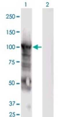 Western Blot: MCM6 Antibody (7D8) [H00004175-M04] - Analysis of MCM6 expression in transfected 293T cell line by MCM6 monoclonal antibody (M04), clone 7D8. Lane 1: MCM6 transfected lysate (Predicted MW: 92.9 KDa). Lane 2: Non-transfected lysate.