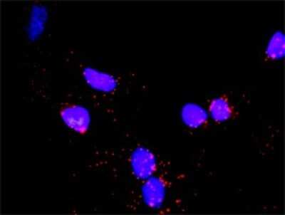 Proximity Ligation Assay: MCM6 Antibody [H00004175-B01P] - Analysis of protein-protein interactions between CDC6 and MCM6. Mahlavu cells were stained with anti-CDC6 rabbit purified polyclonal 1:1200 and anti-MCM6 mouse purified polyclonal antibody 1:50. Each red dot represents the detection of protein-protein int