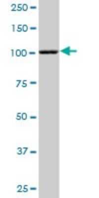Western Blot: MCM6 Antibody [H00004175-B01P] - Analysis of MCM6 expression in human placenta.