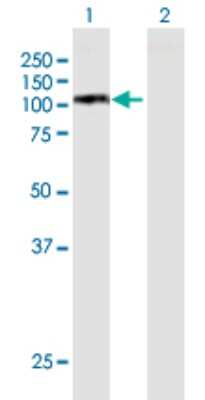 Western Blot: MCM6 Antibody [H00004175-B01P] - Analysis of MCM6 expression in transfected 293T cell line by MCM6 polyclonal antibody.  Lane 1: MCM6 transfected lysate(90.31 KDa). Lane 2: Non-transfected lysate.