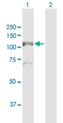 Western Blot: MCM6 Antibody [H00004175-D01P] - Analysis of MCM6 expression in transfected 293T cell line by MCM6 polyclonal antibody.Lane 1: MCM6 transfected lysate(92.9 KDa).Lane 2: Non-transfected lysate.