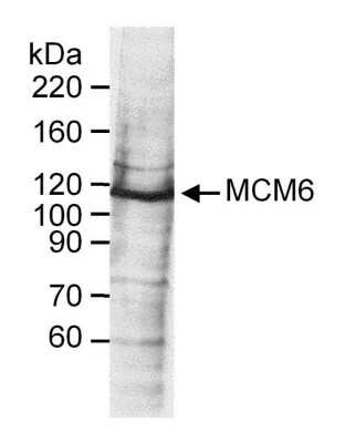 Western Blot: MCM6 Antibody [NB100-251] - Whole cell lysate (60 ug) from HeLa cells. Antibody used at 0.25 ug/ml.