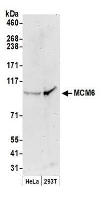 Western Blot: MCM6 Antibody [NB100-251] - Samples: Whole cell lysate (50 ug) from HeLa and 293T cells prepared using NETN lysis buffer. Antibody: Affinity purified goat anti-MCM6 antibody used for WB at 0.1 ug/ml. Detection: Chemiluminescence with an exposure time of 3 minutes.