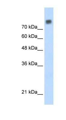 Western Blot: MCM6 Antibody [NBP1-58075] - HepG2 cell lysate, Antibody Titration: 0.2-1 ug/ml