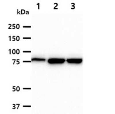 Western Blot: MCM7 Antibody (118H7) [NBP2-60247] - The cell lysates (40ug) were resolved by SDS-PAGE, transferred to PVDF membrane and probed with anti-human MCM7 antibody (1:1000). Proteins were visualized using a goat anti-mouse secondary antibody conjugated to HRP and an ECL detection system.Lane 1.: HeLa cell lysateLane 2.: Jurkat cell lysate Lane 3.: K562 cell lysate