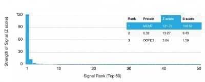 Protein Array: MCM7 Antibody (MCM7/1467) - Azide and BSA Free [NBP2-59609] - Analysis of Protein Array containing more than 19,000 full-length human proteins using MCM7 Antibody (MCM7/1467) Z- and S- Score: The Z-score represents the strength of a signal that a monoclonal antibody (MAb) (in combination with a fluorescently-tagged anti-IgG secondary antibody) produces when binding to a particular protein on the HuProt(TM) array. Z-scores are described in units of standard deviations (SD's) above the mean value of all signals generated on that array. If targets on HuProt(TM) are arranged in descending order of the Z-score, the S-score is the difference (also in units of SD's) between the Z-score. S-score therefore represents the relative target specificity of a MAb to its intended target. A MAb is considered to specific to its intended target, if the MAb has an S-score of at least 2.5.