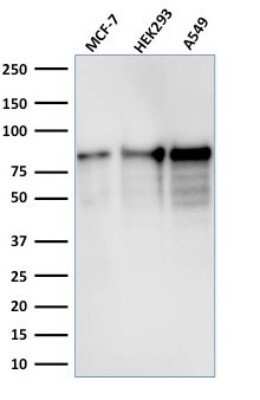 Western Blot: MCM7 Antibody (MCM7/1467) - Azide and BSA Free [NBP2-59609] - Western Blot Analysis of MCF-7, HEK-293, A549 lysate using MCM7 Antibody (MCM7/1467).