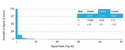 Protein Array: MCM7 Antibody (MCM7/1468) - Azide and BSA Free [NBP2-59611] - Analysis of Protein Array containing more than 19,000 full-length human proteins using MCM7 Antibody (MCM7/1468) Z- and S- Score: The Z-score represents the strength of a signal that a monoclonal antibody (MAb) (in combination with a fluorescently-tagged anti-IgG secondary antibody) produces when binding to a particular protein on the HuProt(TM) array. Z-scores are described in units of standard deviations (SD's) above the mean value of all signals generated on that array. If targets on HuProt(TM) are arranged in descending order of the Z-score, the S-score is the difference (also in units of SD's) between the Z-score. S-score therefore represents the relative target specificity of a MAb to its intended target. A MAb is considered to specific to its intended target, if the MAb has an S-score of at least 2.5.