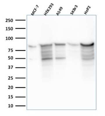 Western Blot: MCM7 Antibody (MCM7/2756R) - Azide and BSA Free [NBP3-08404] - Western Blot Analysis of MCF-7, HEK-293, A549, SKBr3, HeP2 lysate using MCM7 Mouse Monoclonal Antibody (MCM7/2756R).