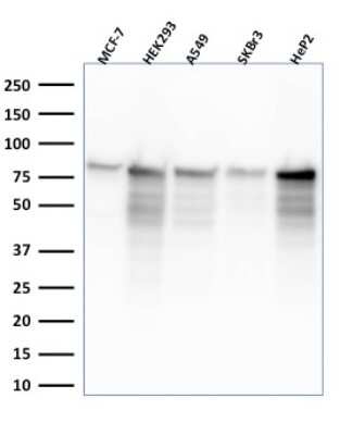 Western Blot: MCM7 Antibody (MCM7/2832R) - Azide and BSA Free [NBP3-08405] - Western Blot Analysis of MCF-7, HEK-293, A549, SKBr3, HeP2 lysate using MCM7 Mouse Monoclonal Antibody (MCM7'2832R).