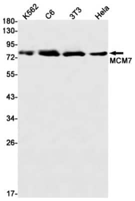 Western Blot: MCM7 Antibody (S07-7A4) [NBP3-14878] - Western blot detection of MCM7 in K562, C6, 3T3, Hela cell lysates using MCM7 Rabbit mAb (1:1000 diluted). Predicted band size: 81kDa. Observed band size: 81kDa.