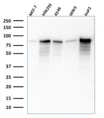 Western Blot: MCM7 Antibody (SPM379) - Azide and BSA Free [NBP2-54460] - Western Blot Analysis of MCF-7, HEK-293, A549, SKBr3, HeP2 lysate using MCM7 Antibody (SPM379).