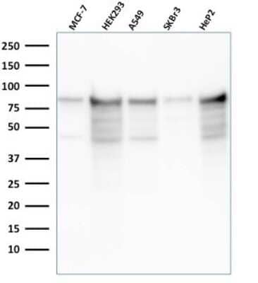 Western Blot: MCM7 Antibody (rMCM7/1468) [NBP3-08389] - Western Blot Analysis of MCF-7, HEK-293, A549, SKBr3, HeP2 cell lysates using MCM7 Recombinant Mouse Monoclonal Antibody (rMCM7/1468).