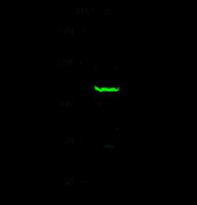 Western Blot: MCM8 Antibody [NBP2-99005] - Anti-MCM8 rabbit polyclonal antibody at 1:500 dilution. Lane A: Jurkat Whole Cell Lysate. Lysates/proteins at 30 ug per lane. Secondary Goat Anti- Rabbit IgG H&L (Dylight 800) at 1/10000 dilution. Developed using the Odyssey technique. Performed under reducing conditions. Predicted band size: 93 kDa. Observed band size: 110 kDa