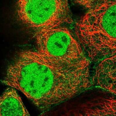 Immunocytochemistry/Immunofluorescence: MCMBP Antibody [NBP1-90746] - Staining of human cell line A-431 shows localization to nucleoplasm, plasma membrane & cytosol. Antibody staining is shown in green.