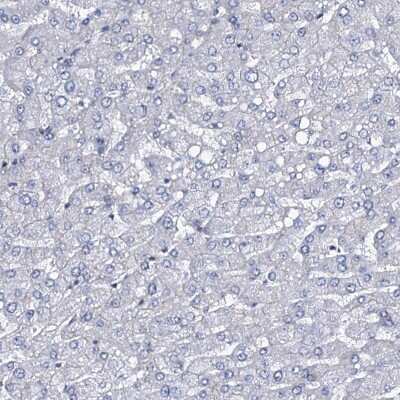 Immunohistochemistry-Paraffin: MCMBP Antibody [NBP1-90746] - Staining of human liver shows no positivity in hepatocytes as expected.