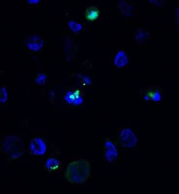 Immunocytochemistry/Immunofluorescence: MCPIP1/ZC3H12A Antibody [NBP3-18333] - Immunofluorescent analysis of 4% paraformaldehyde-fixed THP-1 cells labeling MCPIP1/ZC3H12A with NBP3-18333 at 10 ug/mL, followed by goat anti-rabbit IgG secondary antibody at 1/500 dilution (green) and DAPI staining (blue).