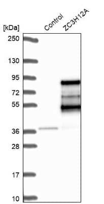 Western Blot: MCPIP1/ZC3H12A Antibody [NBP2-37871] - Analysis in control (vector only transfected HEK293T lysate) and ZC3H12A over-expression lysate (Co-expressed with a C-terminal myc-DDK tag (3.1 kDa) in mammalian HEK293T cells).