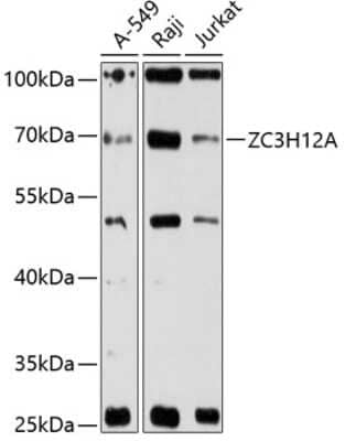 Western Blot: MCPIP1/ZC3H12A Antibody [NBP3-03272] - Analysis of extracts of various cell lines, using MCPIP1/ZC3H12A antibody at 1:3000 dilution. Secondary antibody: HRP Goat Anti-Rabbit IgG (H+L) at 1:10000 dilution. Lysates/proteins: 25ug per lane. Blocking buffer: 3% nonfat dry milk in TBST.