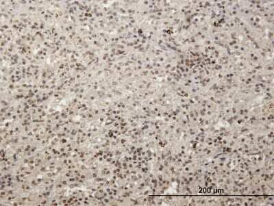 Immunohistochemistry-Paraffin: MCRS1 Antibody [H00010445-B01P] - Analysis of purified antibody to MCRS1 on formalin-fixed paraffin-embedded human spleen. (antibody concentration 3 ug/ml)