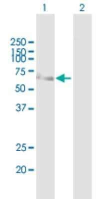 Western Blot: MCRS1 Antibody [H00010445-B01P] - Analysis of MCRS1 expression in transfected 293T cell line by MCRS1 polyclonal antibody.  Lane 1: MCRS1 transfected lysate(50.82 KDa). Lane 2: Non-transfected lysate.