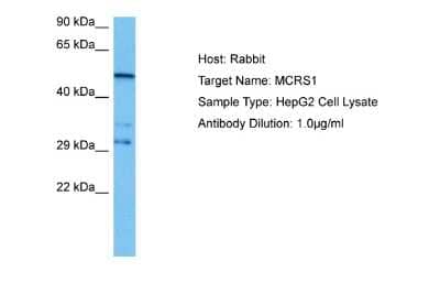 Western Blot: MCRS1 Antibody [NBP2-85263] - Host: Rabbit. Target Name: MCRS1. Sample Tissue: Human HepG2 Whole Cell lysates. Antibody Dilution: 1ug/ml